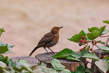 pták, kos, hnědý, list, Příroda, bobule, ornitologie, druh, fauna, ptačí, zvíře