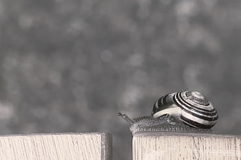 hlemýžď, shell, překážka, odvaha, naděje, stůl, plazit se, makro, problém, řešení, vyřešit