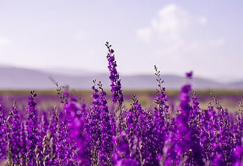flowers, purple, lavender, flower Wallpaper, blossom, nature, garden, violet, love, beautiful Flowers, flower Background