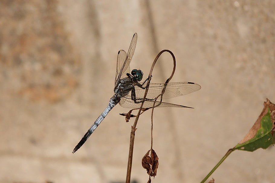 hmyz, vážka, entomologie, druh, křídla, makro, venku