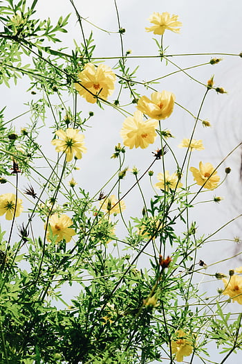 gelbe Blumen, Kosmos Blumen, gelber Kosmos, blühende Blumen, klarer Himmel, Ost-Java, Indonesien, Blumenschönheit, Naturfotografie, Blumen im Freien, gelbe blüte