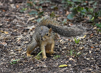 squirrel, animal, mammal, rodent, species, fox Squirrel, nature, wildlife, wild, cute, foraging