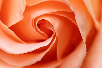 rose, flower, petal, romantic, romance, love, flower Wallpaper, beautiful Flowers, nature, flower Background, rose Flower