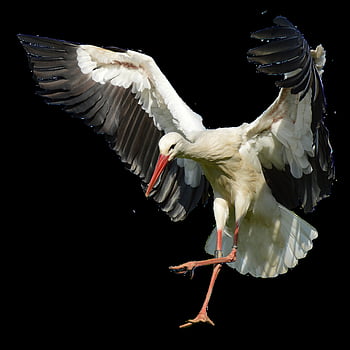 stork, flying, landing, elegant, feathers, bird, plumage, nature, animals, rattle Stork, beak