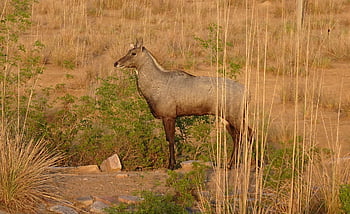 nilgai, antilopa, boselaphus tragocamelus, Příroda, nilgau, modrý býk, zvíře, mužský, býložravec, divoký, rajasthan