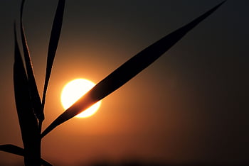 Sonnenuntergang, Sonne, Gras, Grashalm, Wedel, Landschaft, Sonnenaufgang, Himmel, Meditation, Stimmung, Freiheit