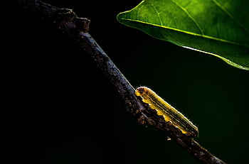 hmyz, housenka, larva, Příroda, volně žijících živočichů, zvíře, zelená