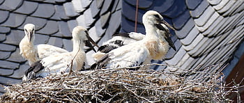 こうのとり、 鳥、 鳥の巣、 コウノトリ、 ガラガラコウノトリ