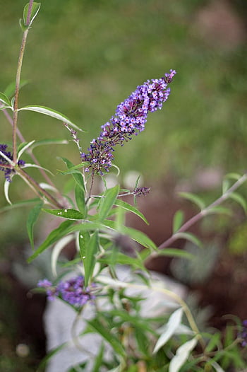 butterfly Bush David, buddleja Davidii, butterfly Bush, bush, butterfly, beautiful Flowers, nature, flower Background, insect, flower, summer