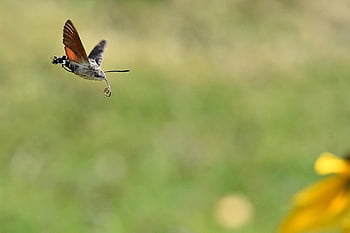moth, hummingbird Hawk Moth, approach, blossom, bloom, garden, nature, close Up