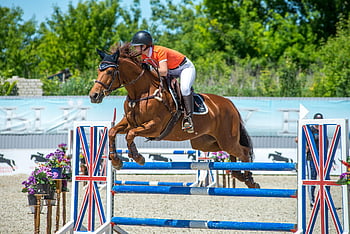 žena jezdec, skákání na koních, jezdecké soutěže, venkovní akce, Skok ve vzduchu, Ukaž skákání, koně a jezdce, jezdecký sport, modré póly, britská vlajka, květinové dekorace