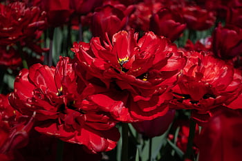 fiori, giardino, natura, fiore, primavera, luminosa, petali, morbido, fresco, fioritura, sfondo
