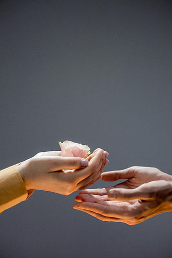 hands exchanging flower, delicate pink petal, symbolizing kindness, close-up hands, graceful exchange, pink flower petal, kindness symbol, hand-to-hand exchange, delicate flower, gentle touch, human connection