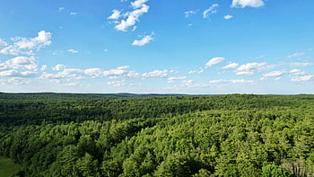 foresta, aereo, vista, albero, verde, legna, paesaggio, panoramico, natura, sfondo, bellissimo