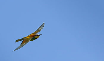 pták, evropský včelí jedlík, ornitologie, druh, fauna, Příroda, ptačí, zvíře, peří