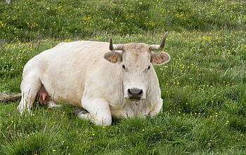 cow, cattle, breeding, pastures, horns