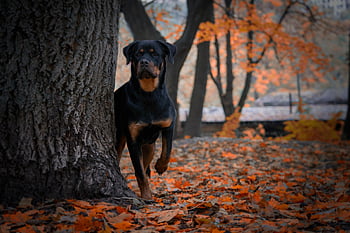 animal, dog, rottweiler, autumn, nature, forest, puppy, canine, pet, mammal, breed