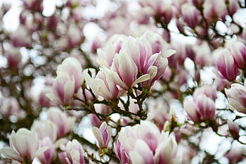 magnolia, magnolie, albero di magnolia, fioritura, natura, fiorire, magnoliengewaechs, Blütenmeer, albero, Magnoliaceae, frühlingsanfang