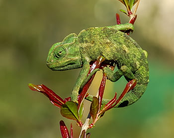 bukalemun, kertenkele, doğa, sürüngen, hayvan, yaban hayatı, renkli, çöl, fauna, kapatmak, şube