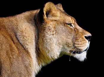 løve, løvinde, Barbary Lion, pattedyr, dyr, rovdyr, vild, vild kat, feline, stor kat, dyreliv