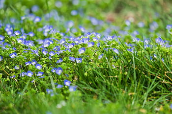 perské čestné vyznamenání, veronica persica, květinové pozadí, rostlina, plantaginaceae, plevel, květ, květinové tapety, nachový, modrý, krásné květiny