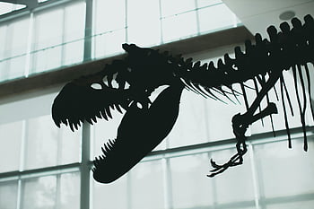 kostra dinosaura, silueta, vnitřní displej, dramatické osvětlení, muzejní expozice, prehistorické kosti, Tyrannosaurus rex, Fosilní výstava, přírodní historie, výstava dinosaurů, vnitřní osvětlení
