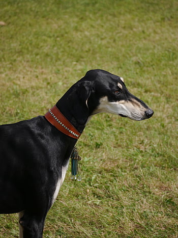 saluki, vinthund, inhemsk, djur-, sällskapsdjur, hund, hund-, päls