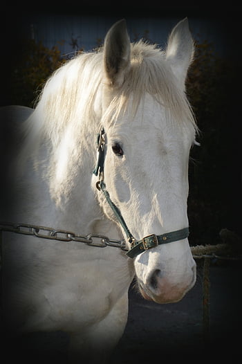 cavallo, animale, mammiferi, equitazione, criniera, natura, ritratto, equino, allevamento, addomesticati, rurale
