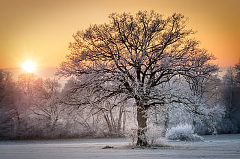 sun, winter, winter Landscape, nature, snow, heaven, winter Sun, sunbeams, cold, forest, tree