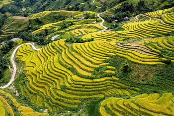 Sezóna zralé rýže, podzim, hoang su phi, ha giang, Vietnam, destinace, cestovat, terasy, zemědělství, pohled shora, severovýchodní hory
