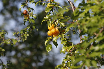 mirabelle Plum, fruits, branch, mirabelle Prune, yellow Plum, plum, leaves, plant, food, organic, nature