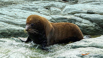 seal Lion, animal, coast, mammal, marine Mammal, wildlife, fauna, sea, ocean, nature