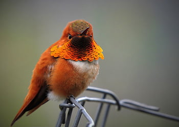 rufous, kolibřík, bzučení, pták, volně žijících živočichů, Příroda, zvíře, malý, křídla, mužský, divoký