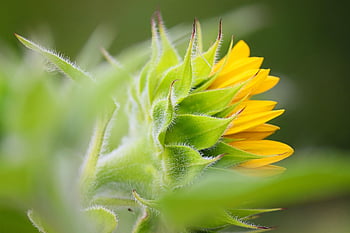 sunflower, flower, yellow Flower, blooming Flower, flower Bud, bloom, plant, nature, leaves, flower Background, helianthus