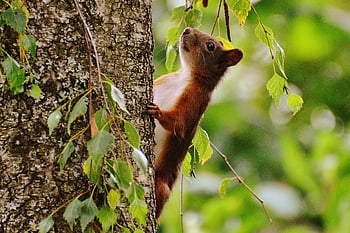 red squirrel, tree, green leaves, sunny forest, cute animal, climbing, brown and white, nature, wildlife, outdoor, summer