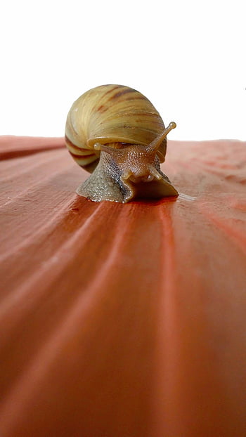 brown snail, red surface, close-up shot, snail details, textured surface, snail patterns, macro photography, nature photography, snail on red, snail texture, snail shell