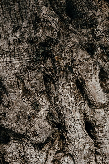 dry tree trunk, close-up photography, rough tree bark, natural textures, detailed patterns, tree bark texture, close-up nature, tree trunk details, natural patterns, tree bark close-up, dry tree details