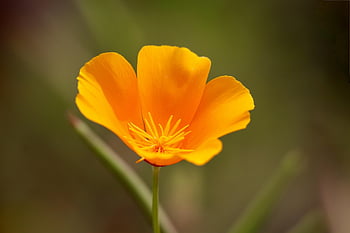 Kalifornie mák, zlatý mák, mák, žlutá, květ, eschscholzia californica, květinové tapety, květinové pozadí, krásné květiny, Příroda, flóra
