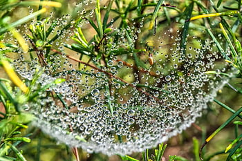 web, laba-laba, embun, sarang laba-laba, jaring laba-laba, arakhnida, hewan, tetesan embun, tetesan air, tanaman, alam