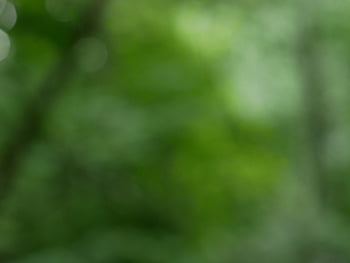 zelená, rozostření, Pozadí, bokeh, abstraktní, světlo, kruhy, účinek, řeřavý, vzor, rozmazat