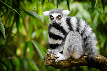 ring-tailed lemur, white and black animal, sitting on branch, tree branch, forest, close-up, wildlife, nature, primate, Madagascar, animal photography