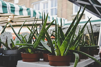 Green Aloe Vera Plants, fresh aloe vera, potted plants, outdoor market, green striped tents, aloe vera plants, market display, green plants, outdoor plants, potted aloe vera, market plants