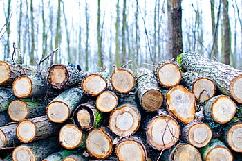 brown chop logs, outdoor, cut tree logs, stacked logs, serene forest, winter setting, outdoor logs, forest logs, chopped wood, winter forest, stacked wood