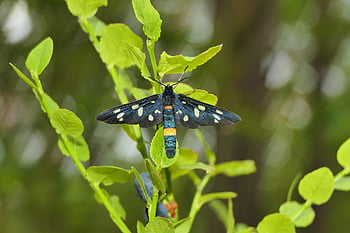 anello granato, falena a nove punte, insetto, antenne, modello, animali, natura, al di fuori, invertebrati, artropodi, avvicinamento