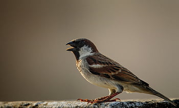 家すずめ、 スズメ、 鳥、 動物、 羽毛、 くちばし、 自然、 野生動物、 鳥類、 鳥類学、 鳥の写真