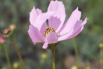 cosmos, flower, kosmee, pink Flower, cereal, pink Petals, cosmea, flora, plants, nature, at Close Range