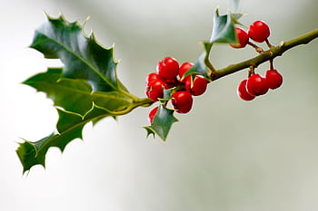 kristtorn, frugt, jul holly, Ilex, rød, stedsegrønne, vinter, jul, træ, Busk, røde bær