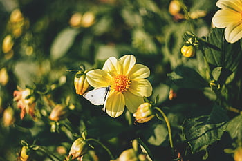 żółta dalia, motyl, żywy letni ogród, zbliżenie, makro, żółty kwiat, roślina, Natura, na wolnym powietrzu, flora, fauna