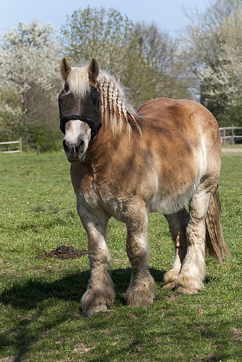 farm Horse, draft Horse, horse, stallion, work Horse, pasture, grazing, braiding, flying, log, large