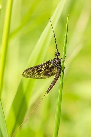 døgnflue, makro, insekt, uhygiejniske, skønhed i naturen, irritation, lille, blad, grimhed, pollen, natur